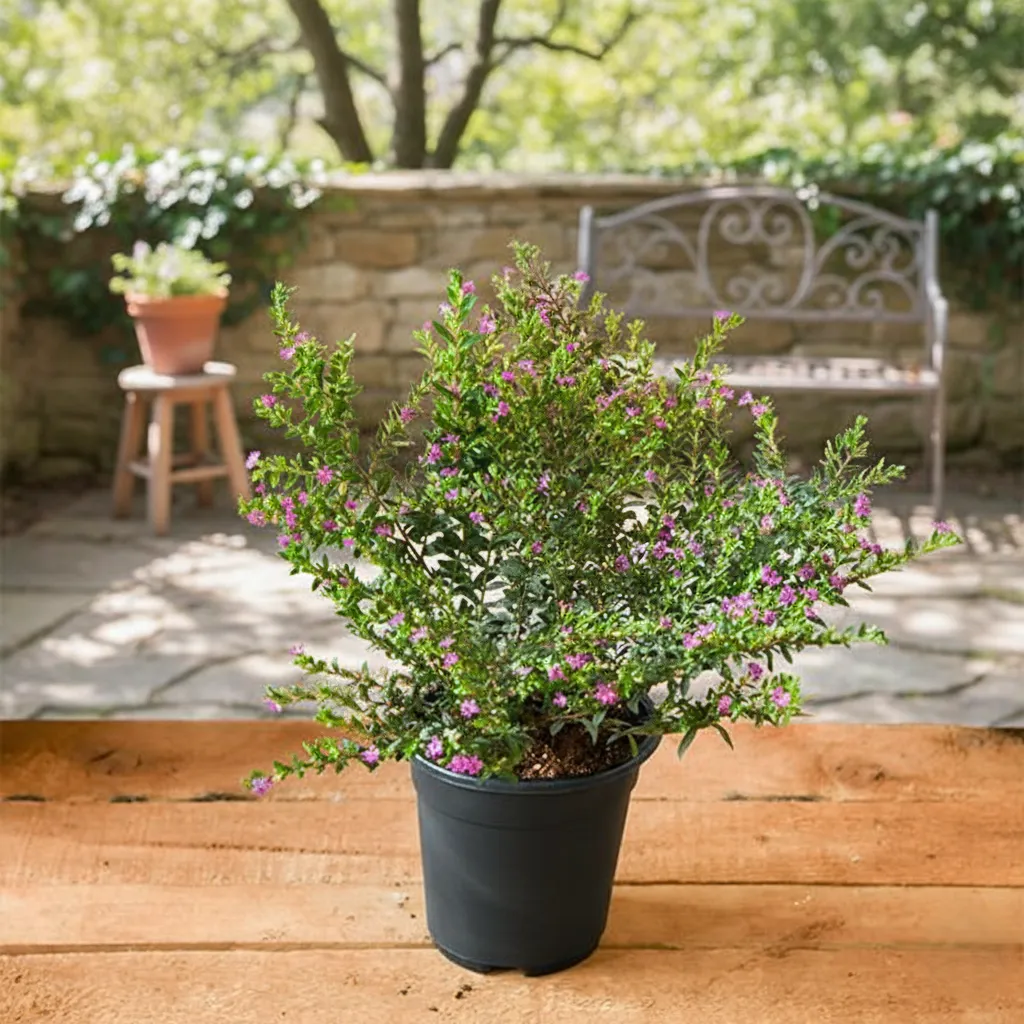 Cuphea Hyssopifolia (Lavender) Plant in 6 inch Pot
