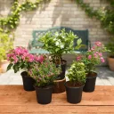 Top 5 Beautiful Flowering Plants for Balcony