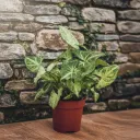 Syngonium Podophyllum White Butterfly Plant in 4 inch Pot