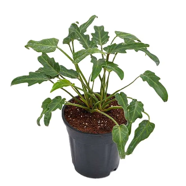 Philodendron xanadu Green Plant in 4 inch Pot