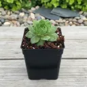 Sempervivum Green Wheel, Houseleek, Lakshmi Kamal - Succulent Plant