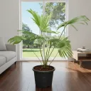 Table palm, Umbrella Palm - Plant