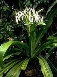 Crinum Lily, Spider Lilly (White) - Plant