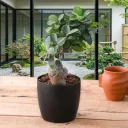 Ficus Bonsai - Plant