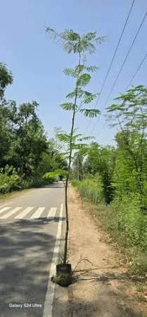 Gulmohar Plant