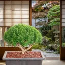 Buxus Bonsai - Plant