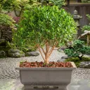 Ficus microcarpa Bonsai- Plant