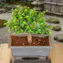 Jade Bonsai - Plant
