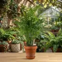 Chamaedorea elegans, Parlour Palm Plant