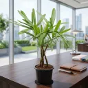 Raphis Palm, Lady Palm Plant