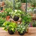 4 Money Plants in Hanging Baskets