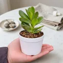 Crassula Jade plant (Kubber plant)