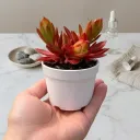 Red Camfire (Bare Rooted)