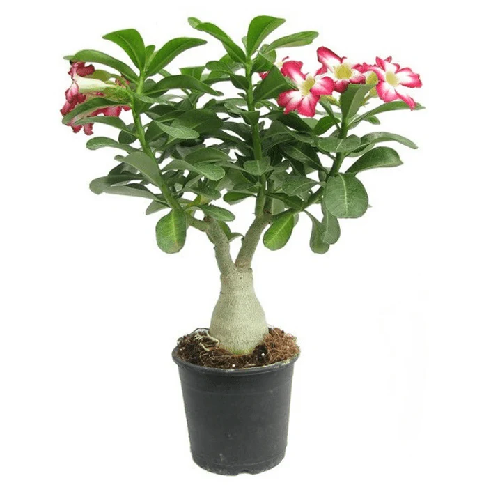 Adenium Plant, Desert Rose (Grafted, white and pink  Color) - Plant