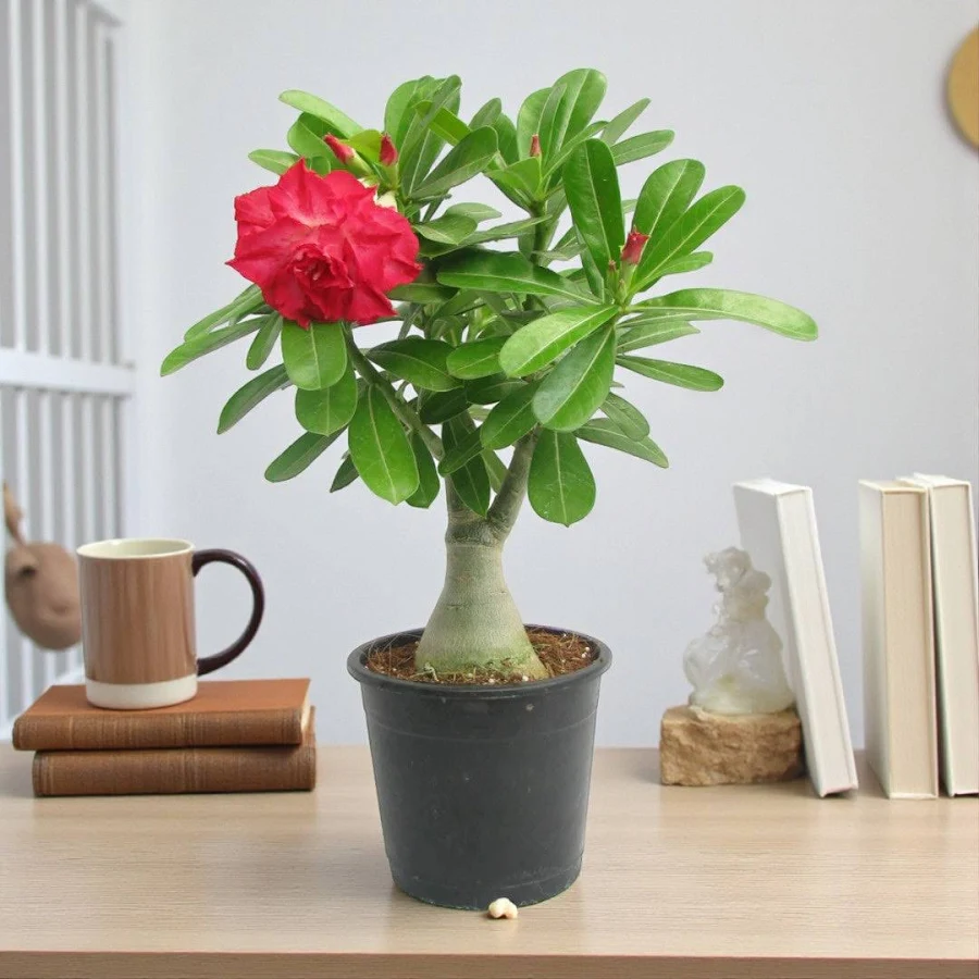 Adenium Plant, Desert Rose (Grafted, rose Color) - Plant