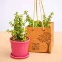 Elephant Bush, Jade Plant - Corporate Gift (set of 30)