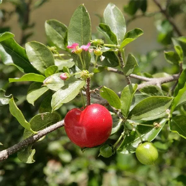Barbados cherry tree, Malpighia emarginata - Plant