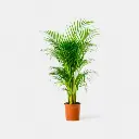 Areca Palm  (Height: 2-3 feet)