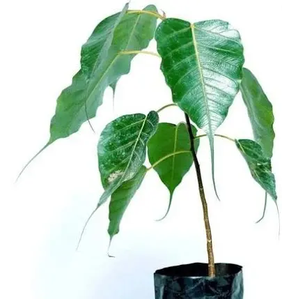 Peepal Plant