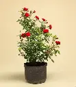 Climbing Red Rose