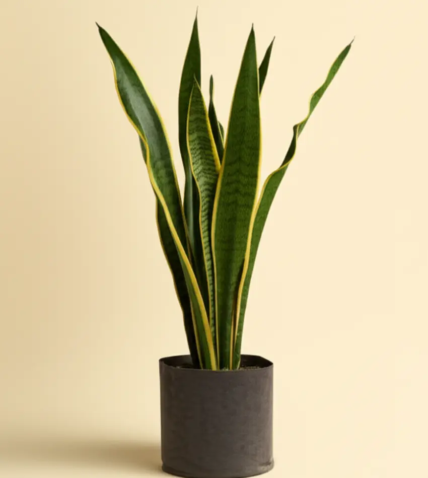 Snake Plant