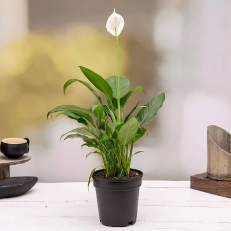 Peace Lily Plant (small)
