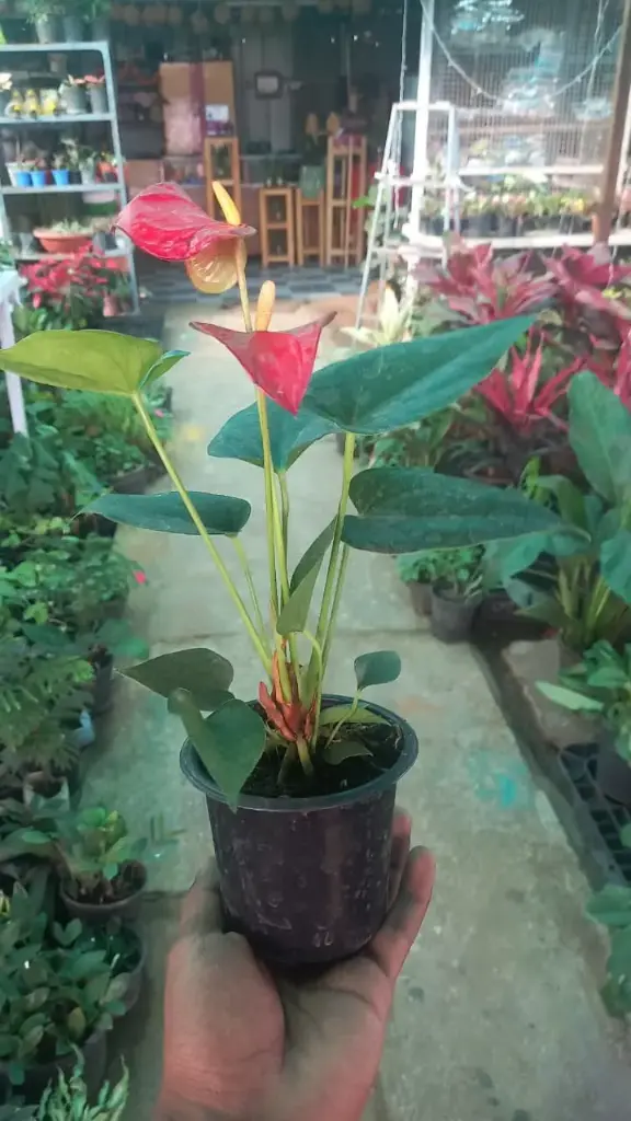 Anthurium Red Plant - Tailflower Plant | Air Purifier Indoor Plant (small)