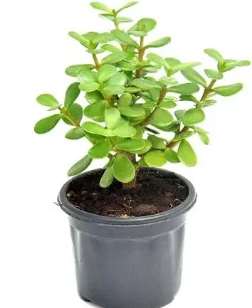 Jade Mini Plant