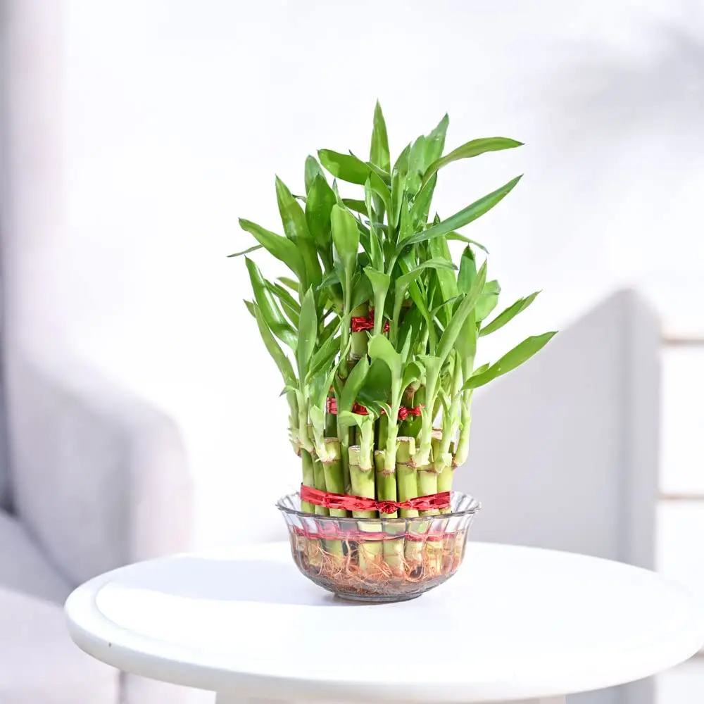 Lucky Bamboo Plant- 2 Layer