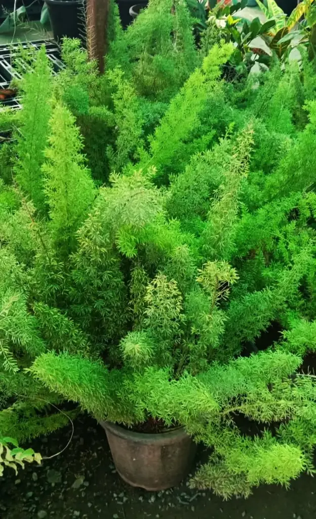 Foxtail Fern in {large size}