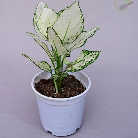 Aglaonema 'Super White'