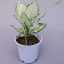 Aglaonema 'Super White'
