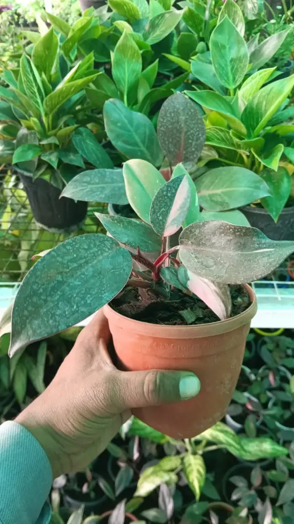 Philodendron Pink Princess