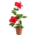 Red Hibiscus Plant
