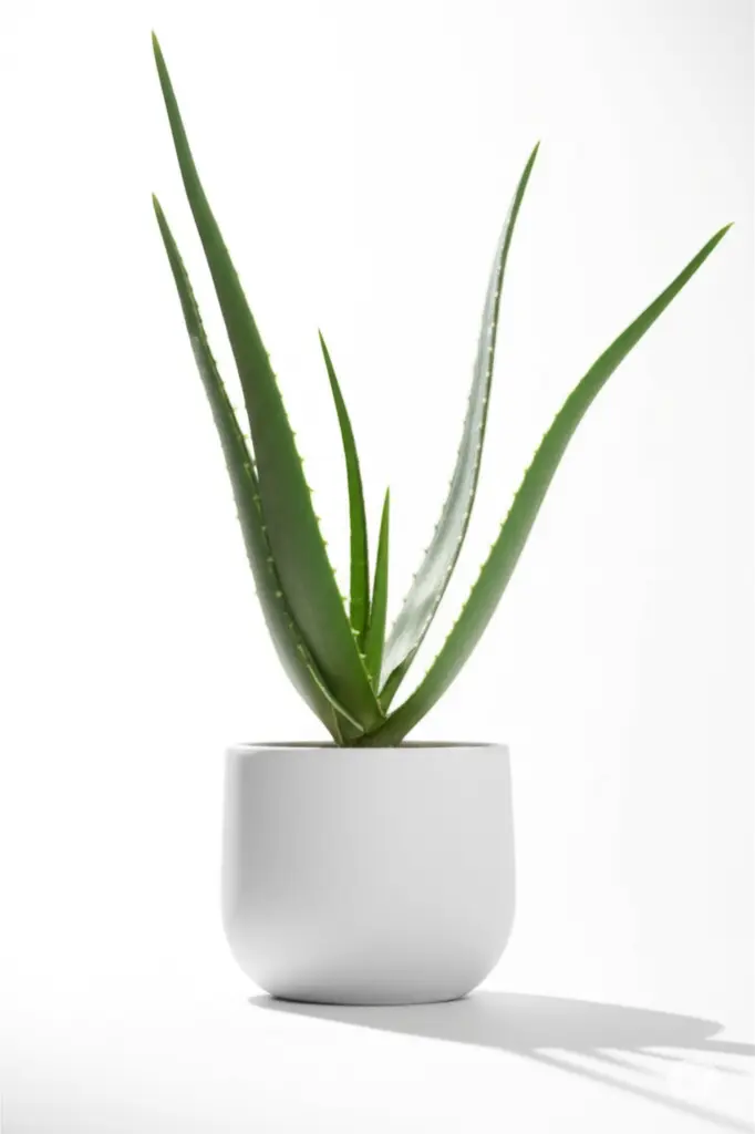 Aloe Vera plant