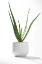Aloe Vera plant