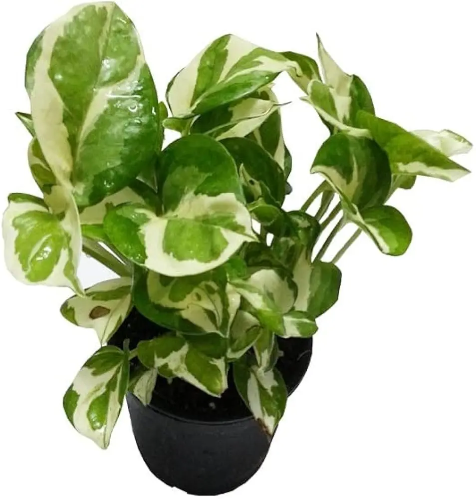 Money Plant marble prince