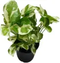 Money Plant marble prince