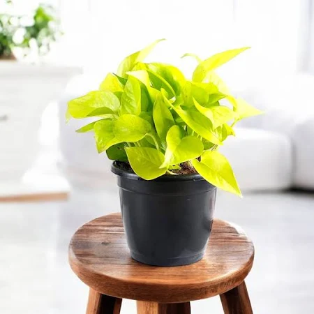 Money Plant Golden, Scindapsus (Golden)