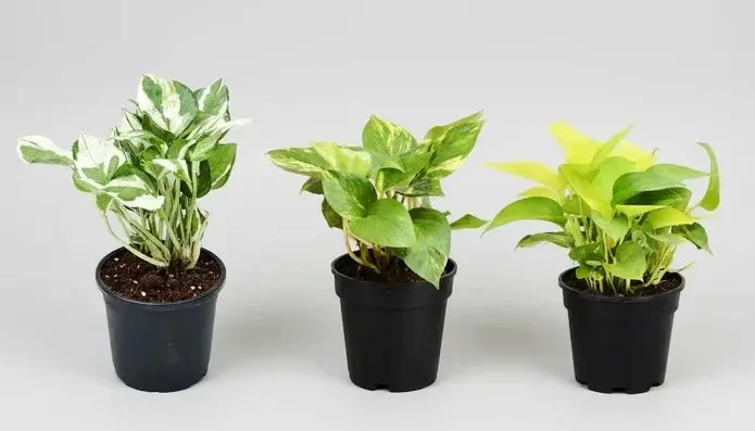 Money Plant, Scindapsus ( Pack of 3) - Plant