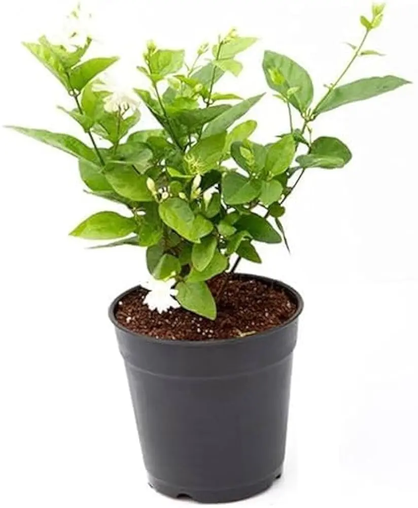 Madan Mogra Plant (Jasminum Sambac)