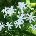 Jasmine auriculatum Juhi Plant
