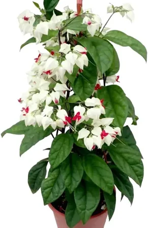 Bleeding Heart Vine Plant