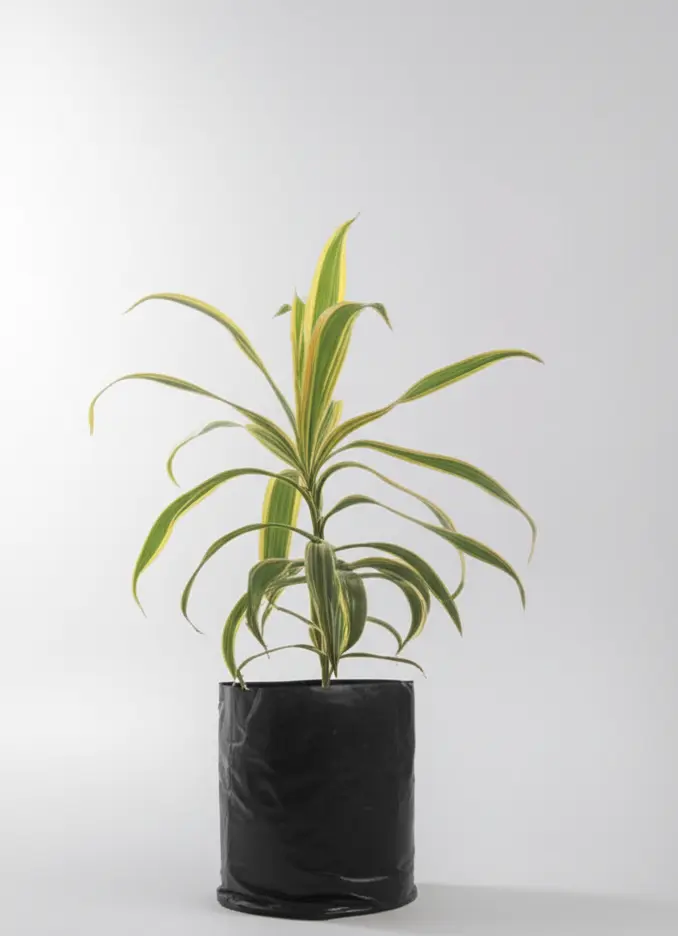 Golden Edge Dracaena