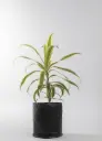 Golden Edge Dracaena