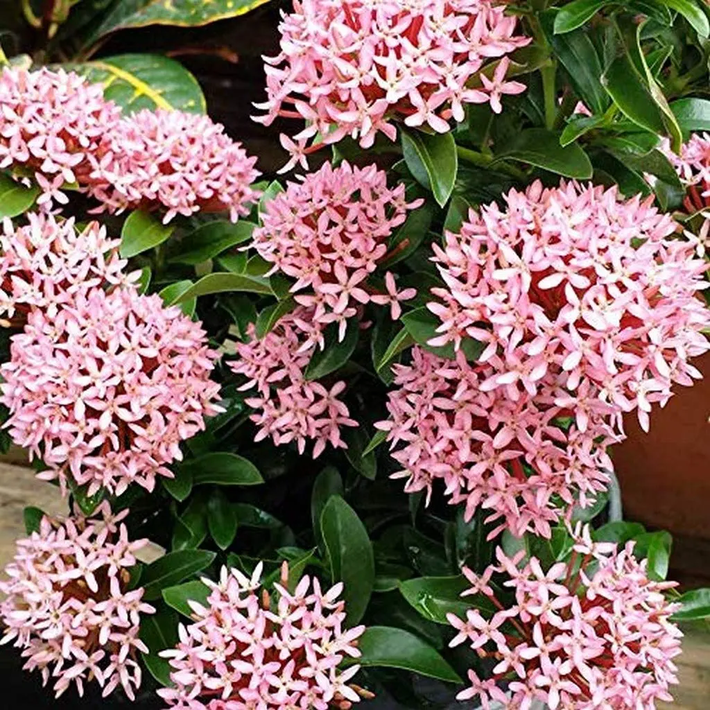 Dwarf Pink Ixora Plant