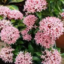 Dwarf Pink Ixora Plant