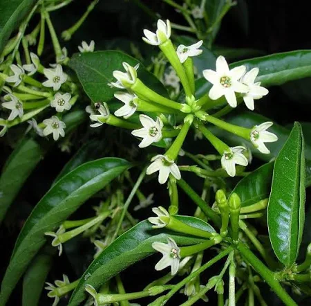 Raat ki Raani-Night Blooming Jasmine Plant