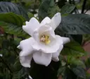 Gardenia