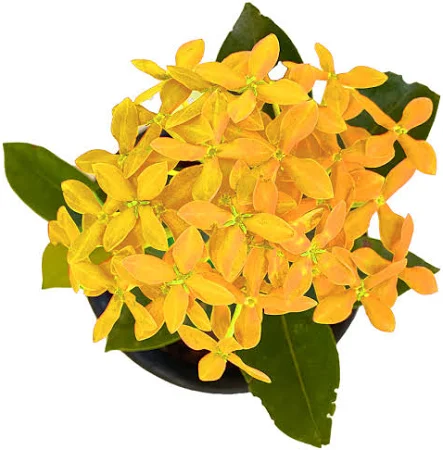 Ixora Sandal Plant